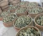 盧龍、撫寧、邯鄲及武安地區(qū)鵝苗供應(yīng)與價(jià)格分析